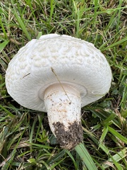 Agaricus bernardii