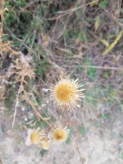 Carlina vulgaris