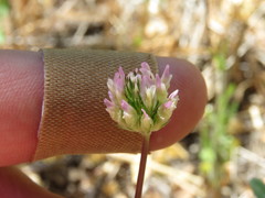 Trifolium ciliolatum