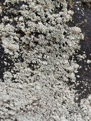 Leprocaulon americanum