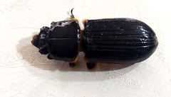 Passalus