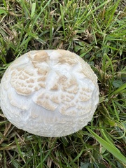 Agaricus bernardii