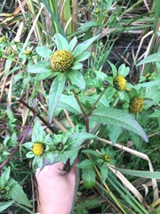 Bidens tripartita