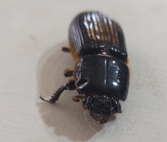 Passalus