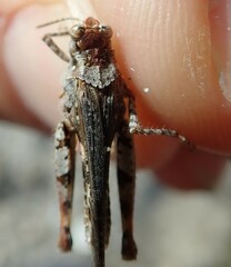 Acrotylus