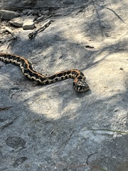 Thamnophis cyrtopsis