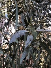 Eucalyptus globulus