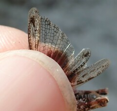 Acrotylus