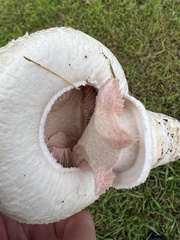 Agaricus bernardii