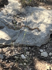 Thamnophis cyrtopsis