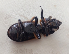 Passalus