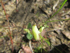 Disperis villosa