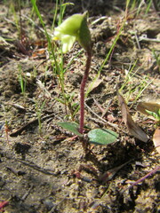 Disperis villosa