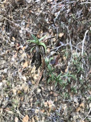 Diplacus aurantiacus