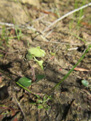 Disperis villosa