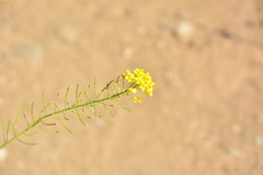 Brassicaceae