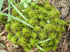 Syntrichia ruraliformis