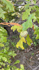 Quercus lyrata