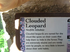 Neofelis nebulosa