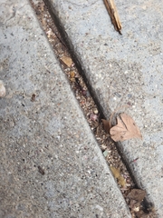 Odontomachus desertorum