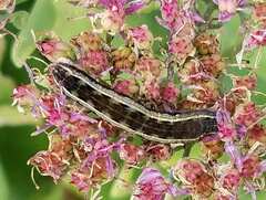 Spodoptera ornithogalli