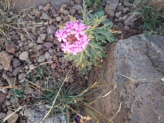 Glandularia wrightii