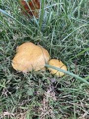 Suillus salmonicolor