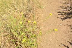 Brassicaceae