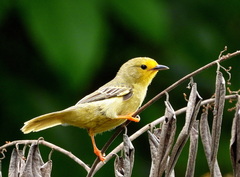 Metopothrix aurantiaca