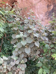 Barleria heterotricha