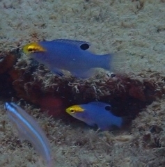 Bodianus speciosus