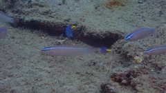 Bodianus speciosus