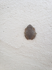 Hyla arenicolor