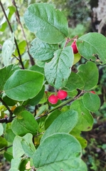 Cotoneaster tomentosus