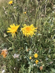 Sonchus arvensis