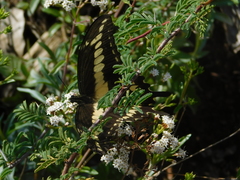 Papilio ornythion ornythion