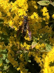 Polistes fuscatus