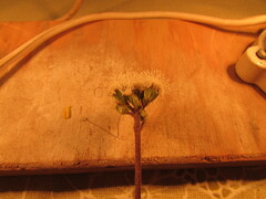 Ageratum paleaceum