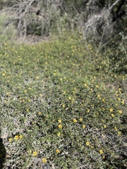 Kallstroemia parviflora