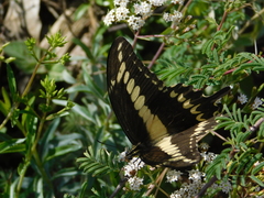Papilio ornythion ornythion