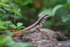 Leiocephalus lunatus