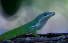 Anolis chlorodius