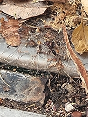 Odontomachus desertorum