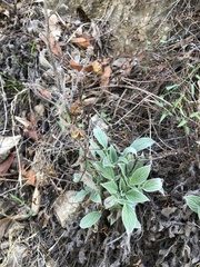 Phacelia imbricata