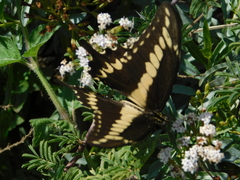 Papilio ornythion ornythion