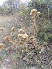 Carlina vulgaris