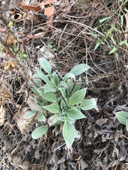 Phacelia imbricata
