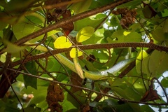 Philothamnus punctatus