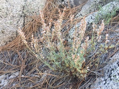 Eriogonum wrightii