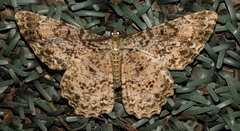 Epimecis